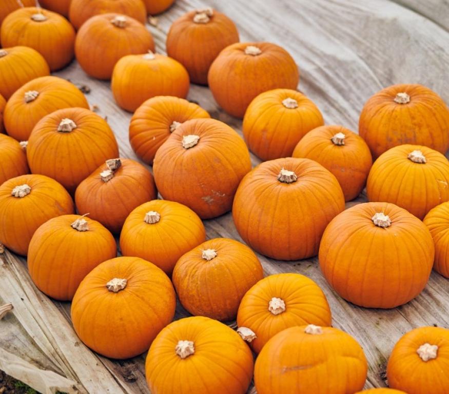 Pumpkin grower feeding UK’s Halloween love affair