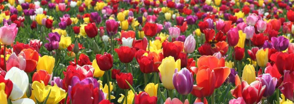 IPP partnership helps Flamingo Flower in time for Mother’s Day