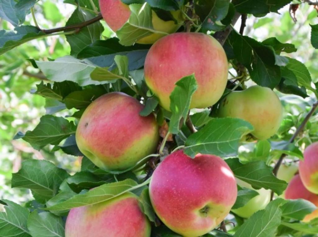 UK-EU fresh food deal is a “common sense” solution set to deliver £5 billion trade boost every year